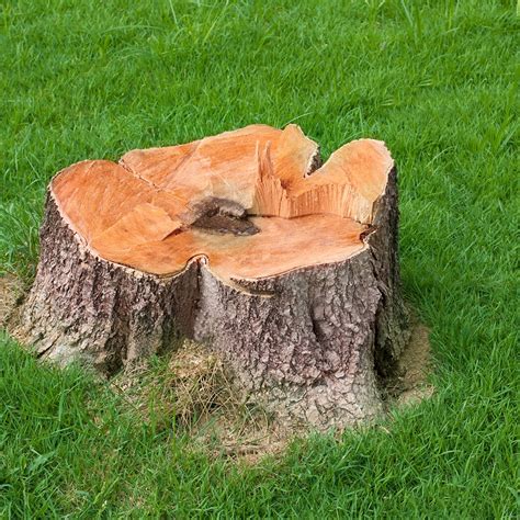 Stump Removal Process | Elite Tree Care