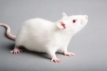 伟大的小白鼠，我们为什么选择它做实验？ _光明网