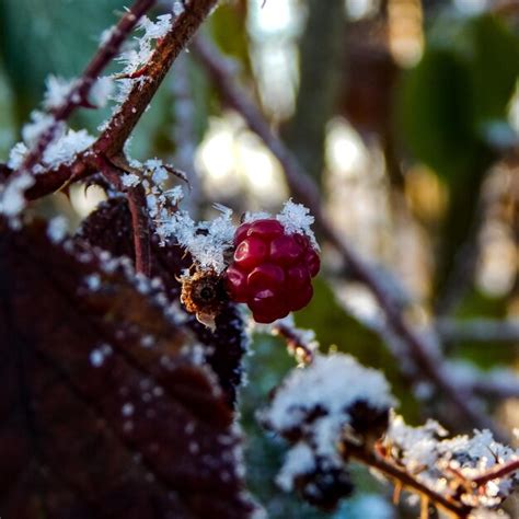 Beautiful nature photography from northern germany | Premium Photo