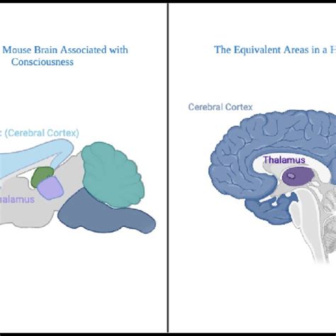 Image result for Prefrontal Cortex Mouse Brain