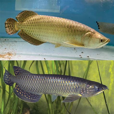 Golden Pearl Arowana Fish Pearl Arowana Care Best Sale