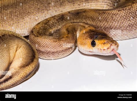 Image result for Champagne Ball Python