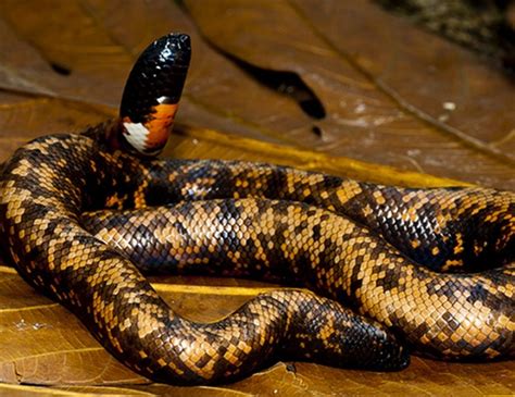 Image result for African Royal Python