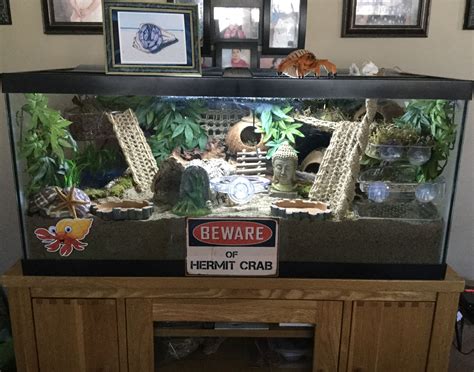 Hermit Crab Tank | Hermit crab tank, Hermit crab habitat, Hermit crab