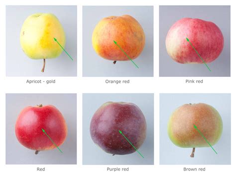 What Colors Are Apples - GreenThumbsGuide