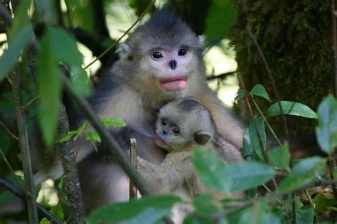 滇金丝猴，没有比你更惹人爱的猴子了