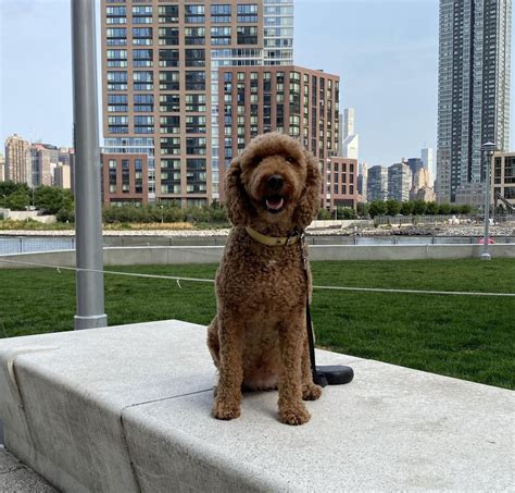 Dog Body Language and Over-stimulation on Walks