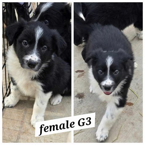 Border Collie Puppies - Top AKC Border Collie Puppies Breeder