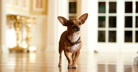 Image result for Felix Papi