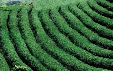 Agriculture China 的图像结果