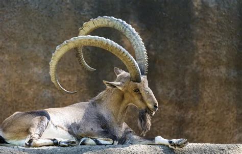 Download wallpaper horns, zoo, Nubian ibex, section animals in ...