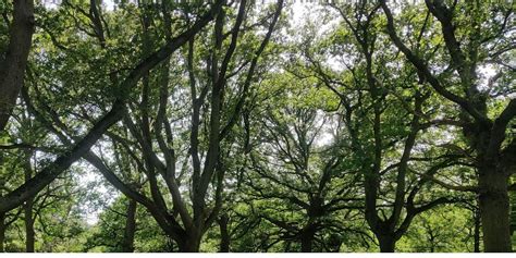 The North Frontier -Epping Forest Guided Walk, CM16 6TS, Epping, 18 ...