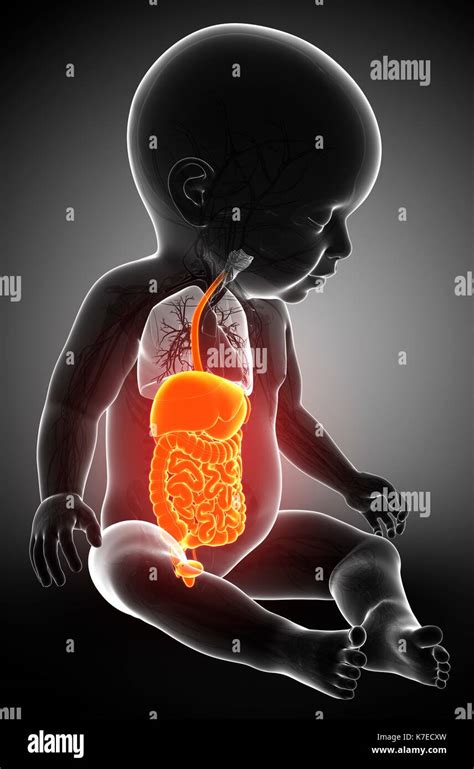 Image result for Child Digestive System