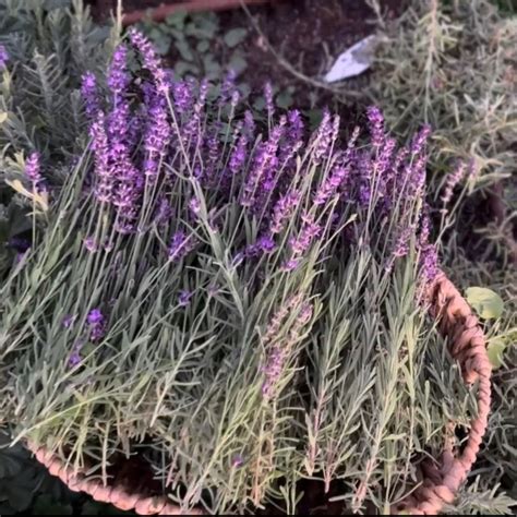 How To Grow Lavender Plant Height & Care