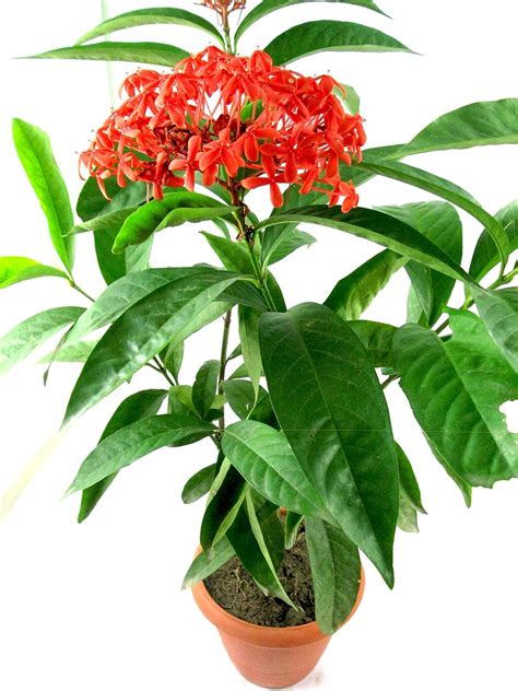 PURE BENGAL Rangon Flower (Live Plant) With Free Pot (2-3 Feet ...