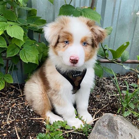 Australian Shepherd Puppies For Sale | San Jose, CA #333504