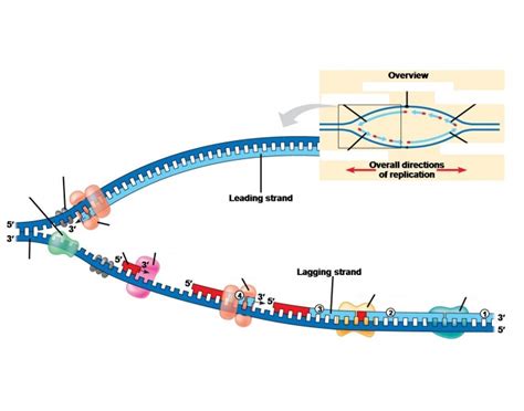 DNA Replication Model Labeled 的图像结果