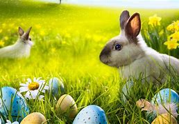 Image result for Spring Bunnies Cartoon