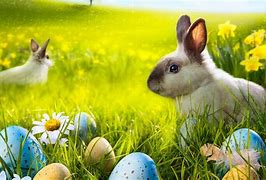 Image result for Spring Animals Bunnies