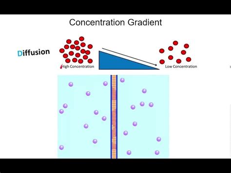 Image result for Diagram of Concentration Gradient