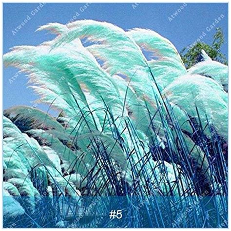 650 Pcs Pampas Grass Seeds Reed Flower For Home Garden Seeds Ing ...