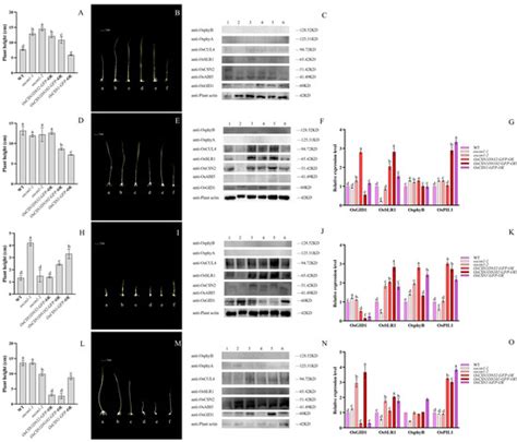 A Characterization of the Functions of OsCSN1 in the Control of Sheath ...