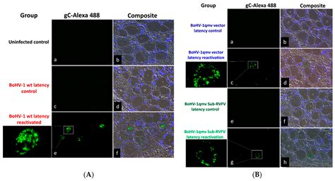 A Quadruple Gene-Deleted Live BoHV-1 Subunit RVFV Vaccine Vector ...