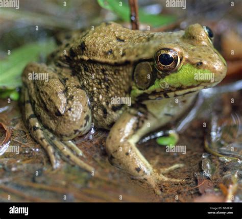 Image result for Alien Michigan Frog