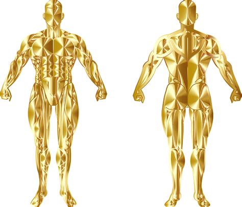 Image result for HTML CSS JavaScript Human Body