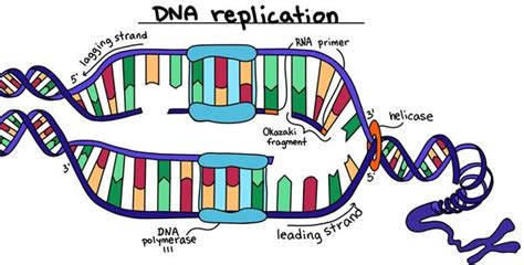 Image result for DNA Replication Simplified