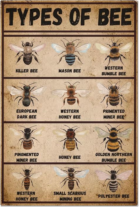 Image result for Bee Coding Java