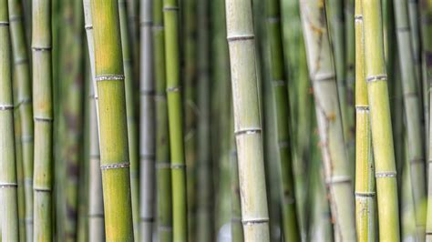 Asia Pacific 的图像结果