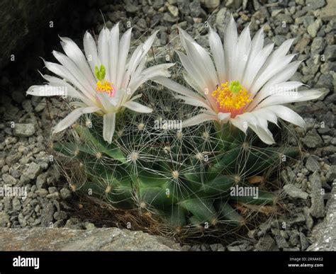Nipple cactus (Mammillaria) zephyranthoides, cactus, cacti with flowers ...