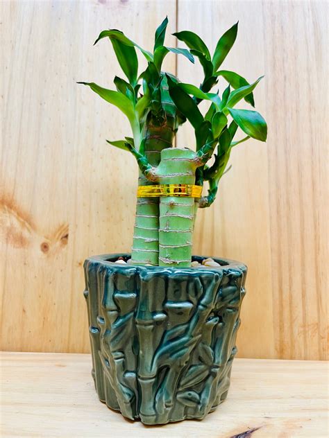Lucky Lotus Bamboo in Green Ceramic Vase – Houseplants New York LLC ...