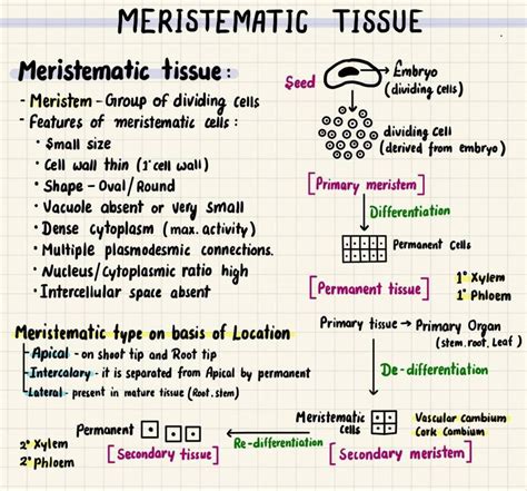 Meristematic Tissue - Growth, Types and Functions