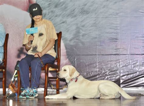 电影《小Q》即将上映 杨采妮呼吁大众支持关爱导盲犬_四川在线
