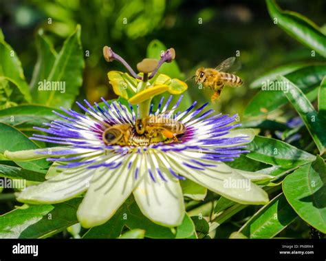 Passiflora caerulea hi-res stock photography and images - Alamy