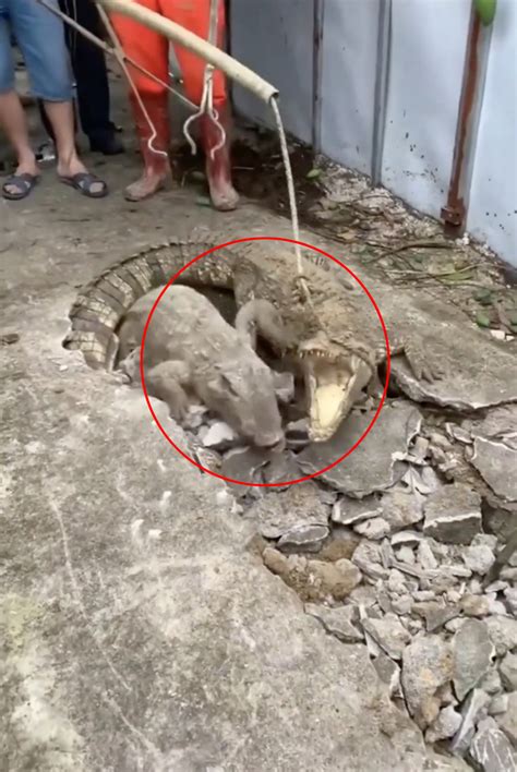 Image result for Crocodile Exploding