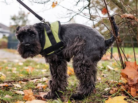 Image result for Jackapoo Dog