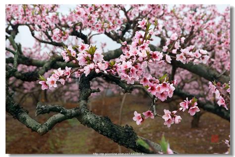 Japanese clipart sakura, Japanese sakura Transparent FREE for download ...