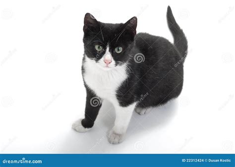 Black and white kitten stock photo. Image of isolated - 22312424