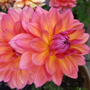 CYBEXIS Firepot Decorative Dahlia Seeds Seed Price in India - Buy ...