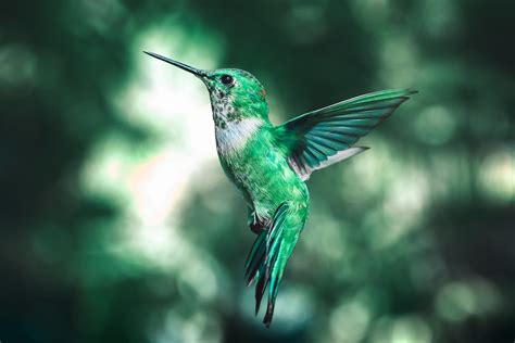 Do Hummingbird Sing? - Bird Sector