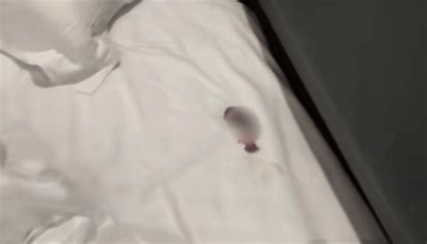 顾客在酒店枕头下发现一窝老鼠幼崽 商家:头回见 -6park.com