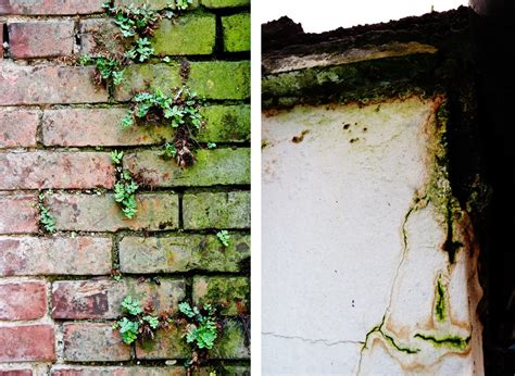 What is The Best Algae Cleaner for Outside Walls?