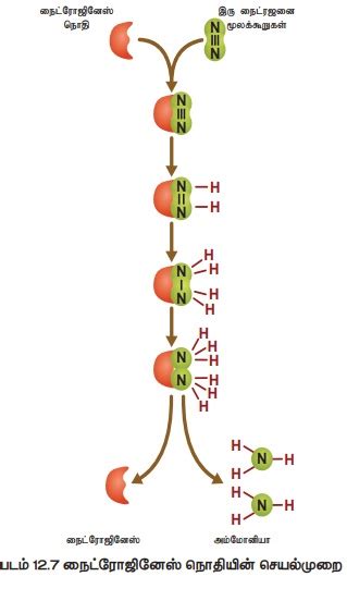 நைட்ரஜன் சுழற்சி மற்றும் நைட்ரஜன் வளர்சிதை மாற்றம் | Nitrogen cycle and ...