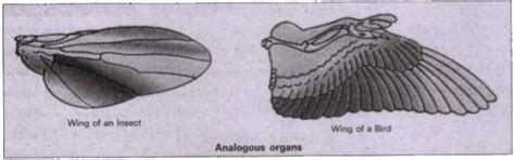 Write a bref note on Homologos and analogous organs.