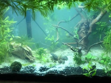 Pet Snail Tank 的图像结果