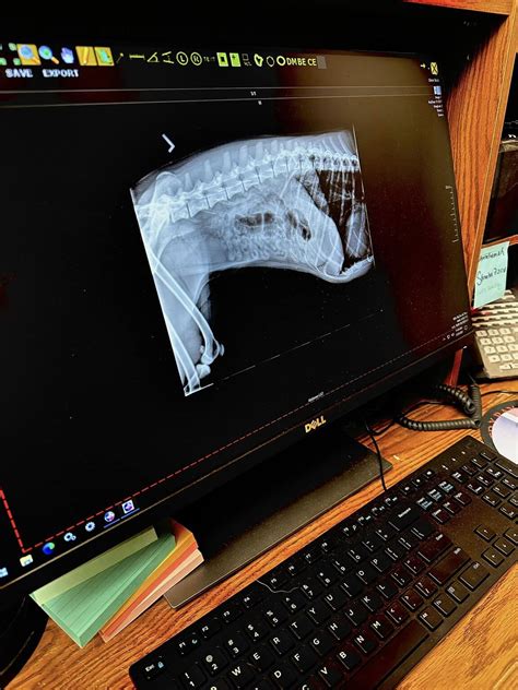 Associated X-Ray Imaging Corp. on LinkedIn: Just installed 💯 Stoneham Animal Hospital Inc ...