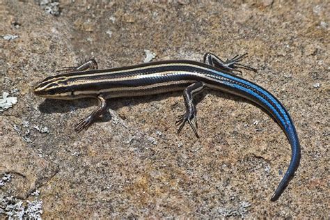 Blue-tailed Skink Facts, Habitat, Diet, Life Cycle, Baby, Pictures